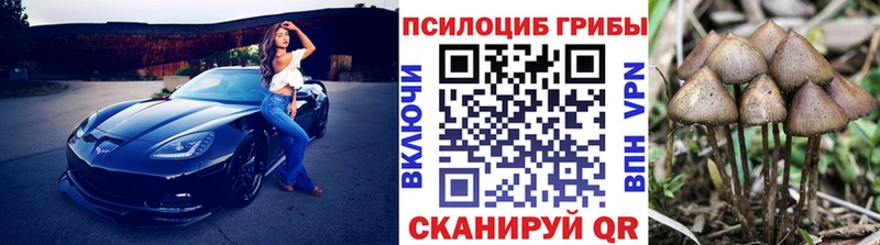 Купить  Сретенск  Галлюциногенные грибы Psilocybe 